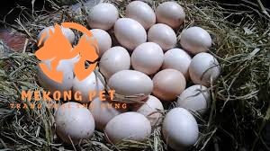 Trứng gà ai cập được khai thác làm thương phẩm, thức ăn cho gia đình